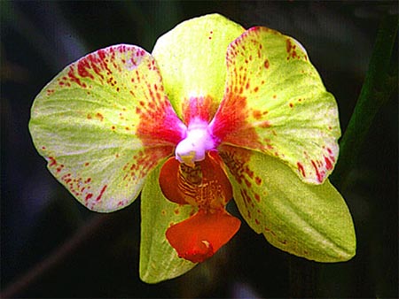 Orquidea